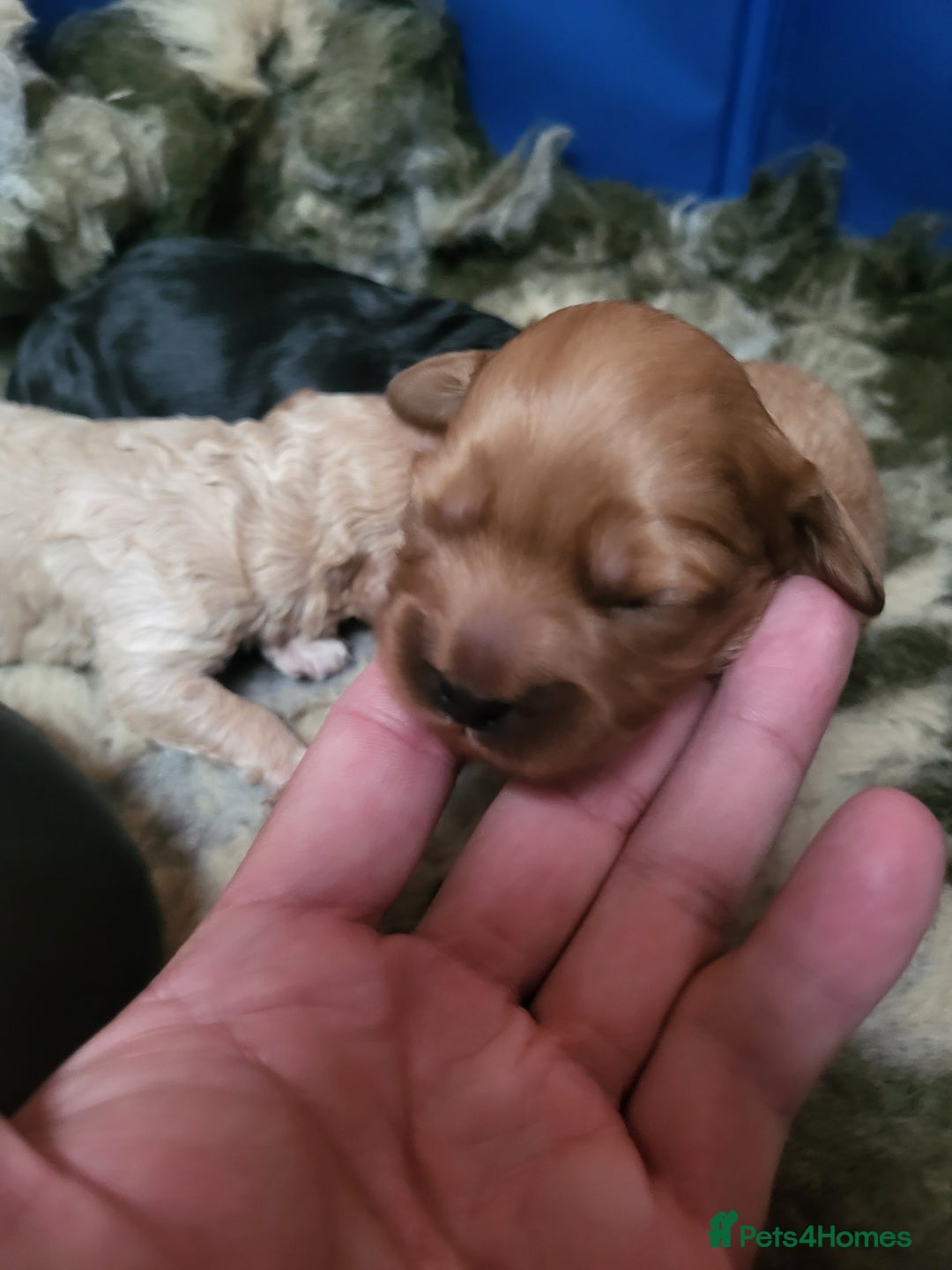 Cavapoo dogs for sale: F2 Cavapoo Gorgeous Babies!  - Image 5