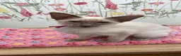 Balinese cats for sale: Chocolate Tabby Point Balinese  - Advert 2