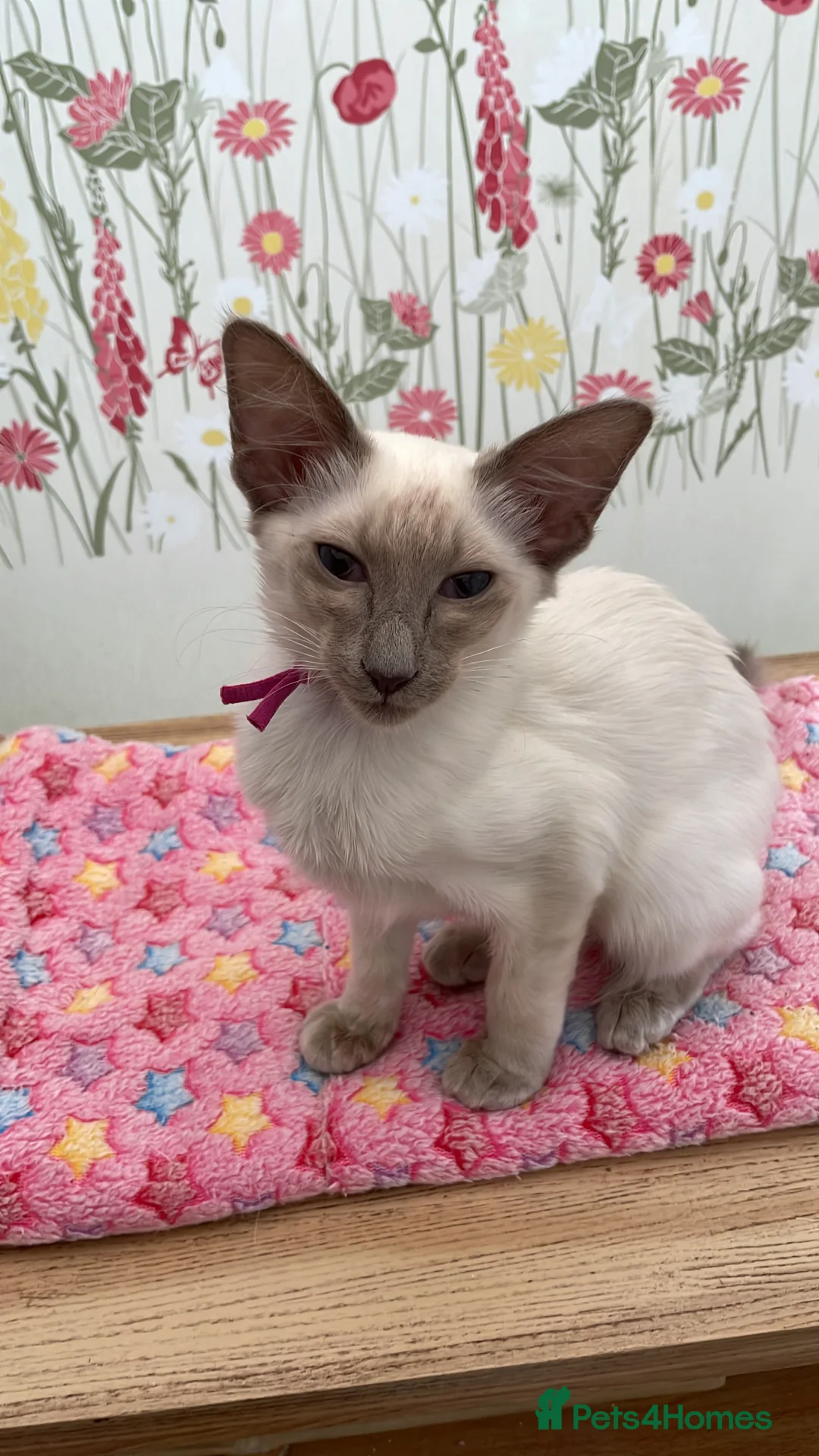 Balinese cats for sale: Chocolate Tabby Point Balinese  - Advert 2
