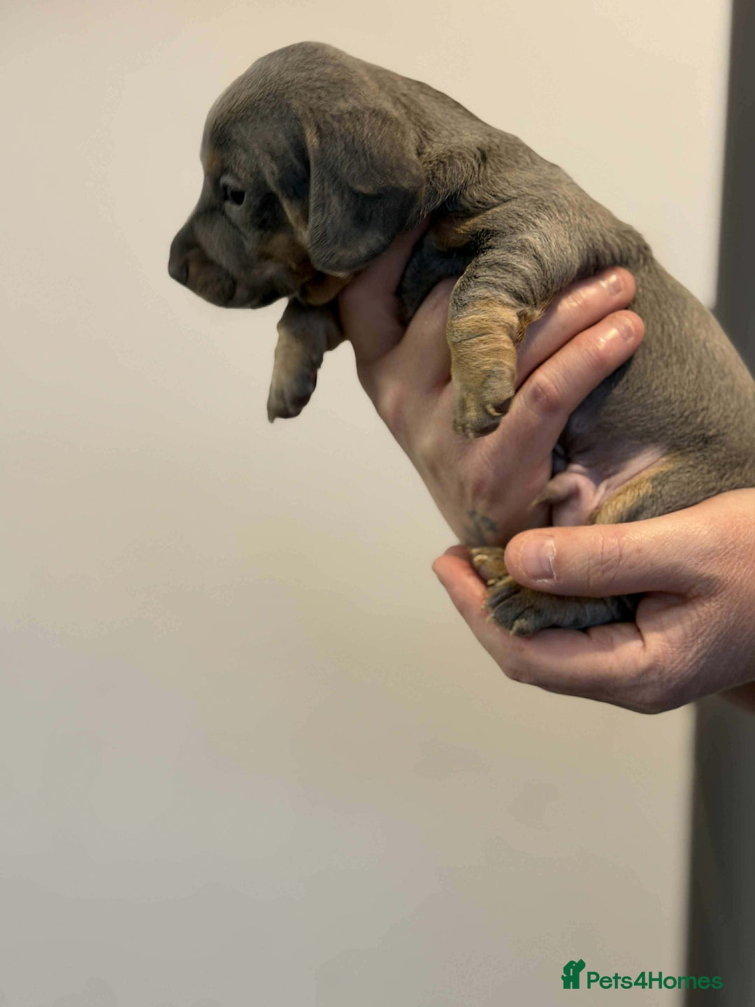 Dachshund dogs for sale: Miniature Dachshunds puppies - Advert 7