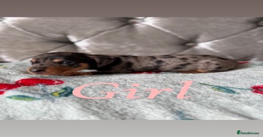 Miniature Dachshund dogs - Advert 5