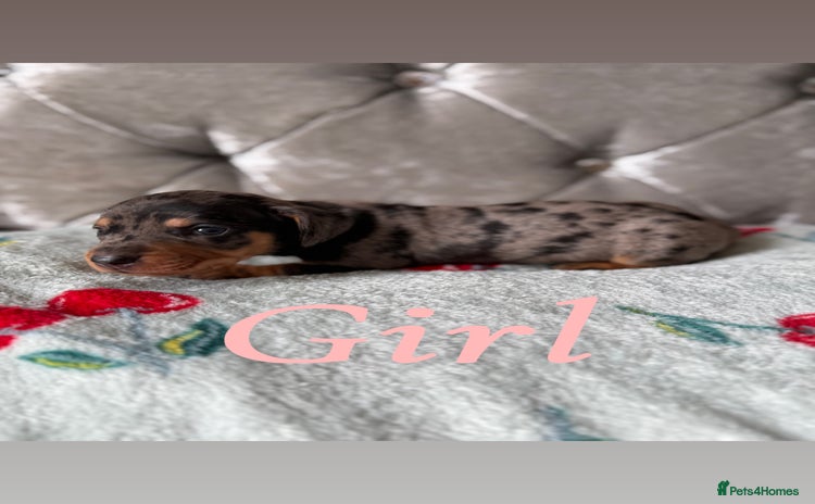 Miniature Dachshund dogs - Advert 10