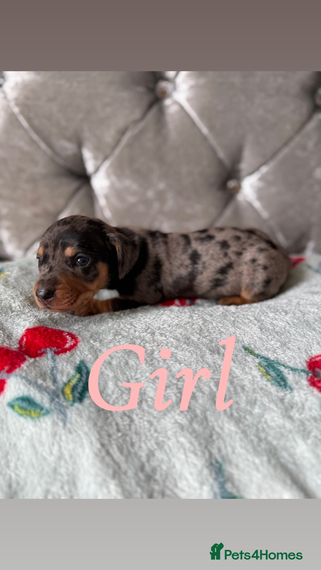Miniature Dachshund dogs for sale: Adorable Miniature Dachshund Puppies for Sale! ❤️ - Image 2