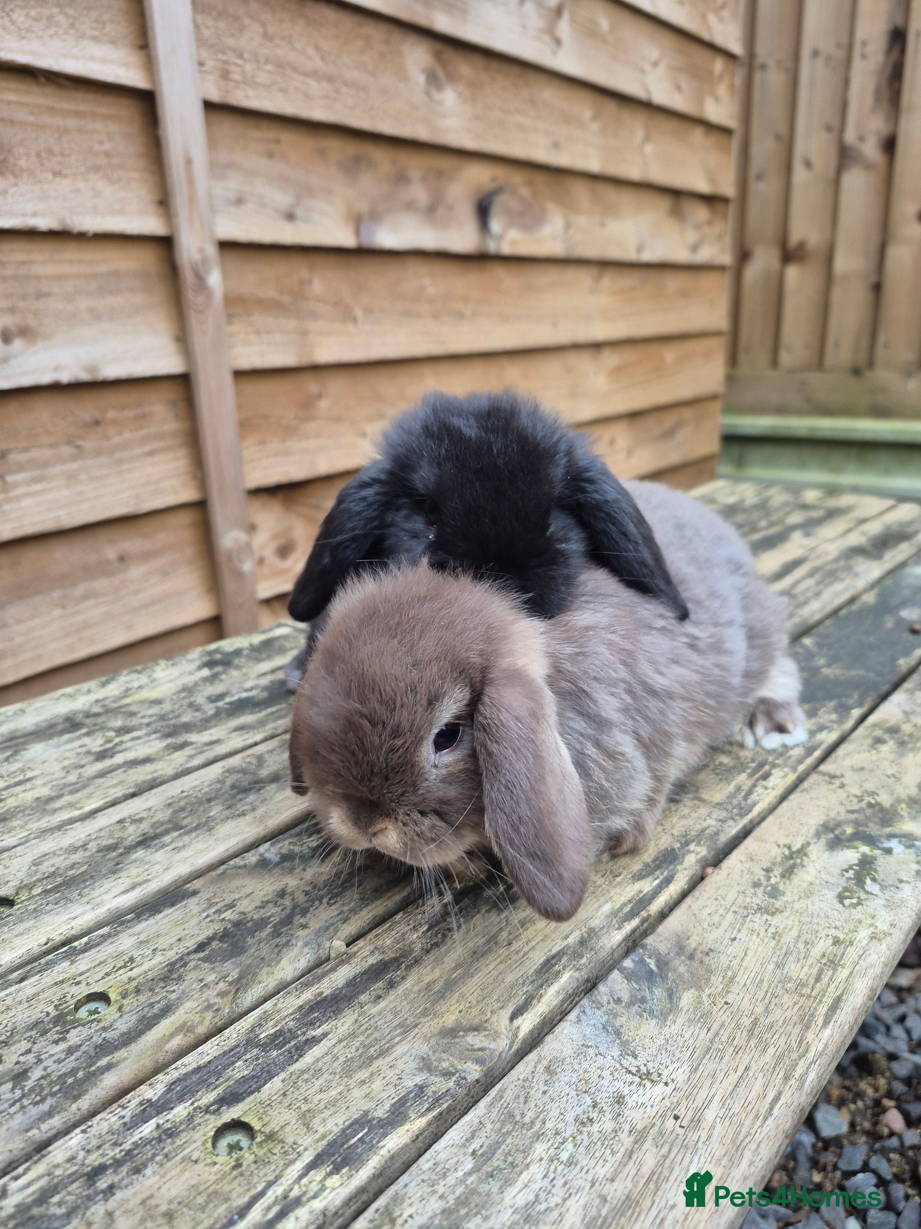 Mini Lop rabbits Mini lop boys - Advert 1