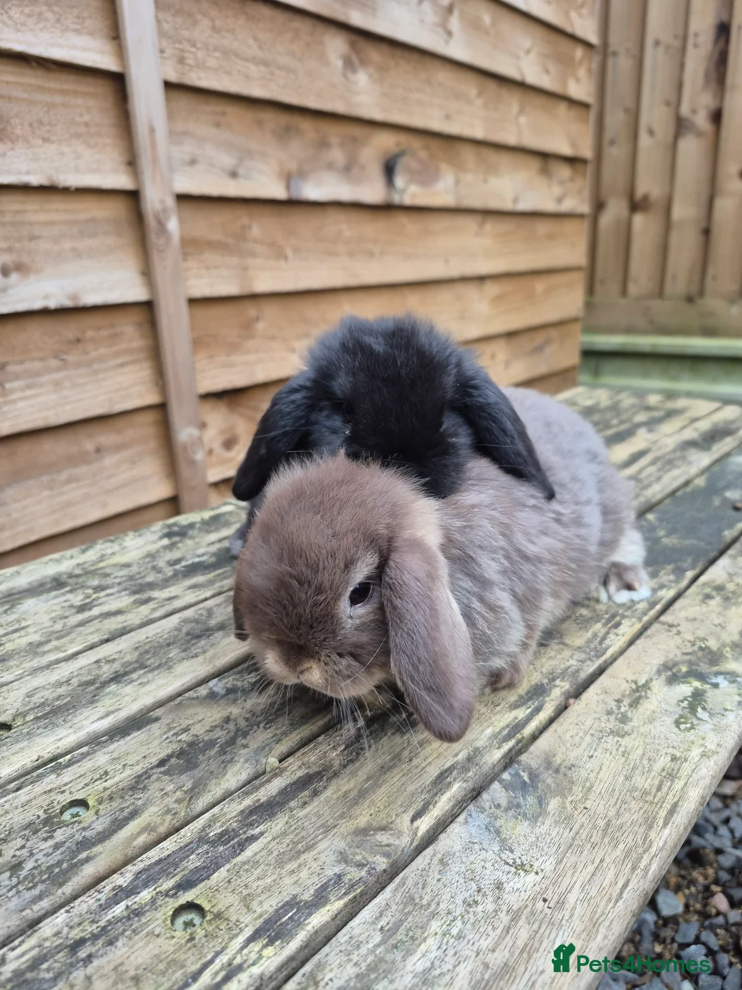 Mini Lop rabbits for sale: Mini lop boys - Advert 1