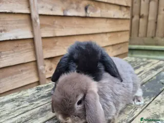 Mini Lop rabbits Mini lop boys - Advert 1