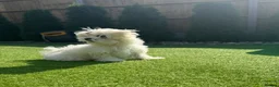 Maltese dogs for sale: Pure Korean Meltese puppies for sale - Advert 4