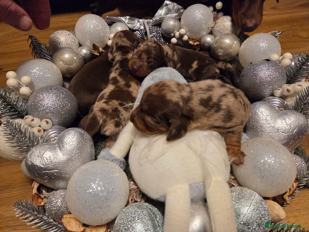 Miniature Dachshund dogs for sale:  Precious Miniature Dachshund Puppies   - Advert 3