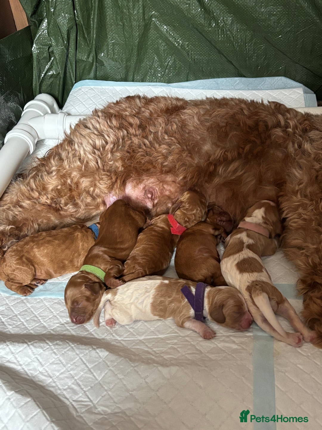 Cockapoo dogs for sale: F2 cockapoos 💖 - Image 1