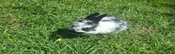 Dwarf Lop rabbits for sale: Dwarf Lop Baby Rabits in Wetherby - Advert 5