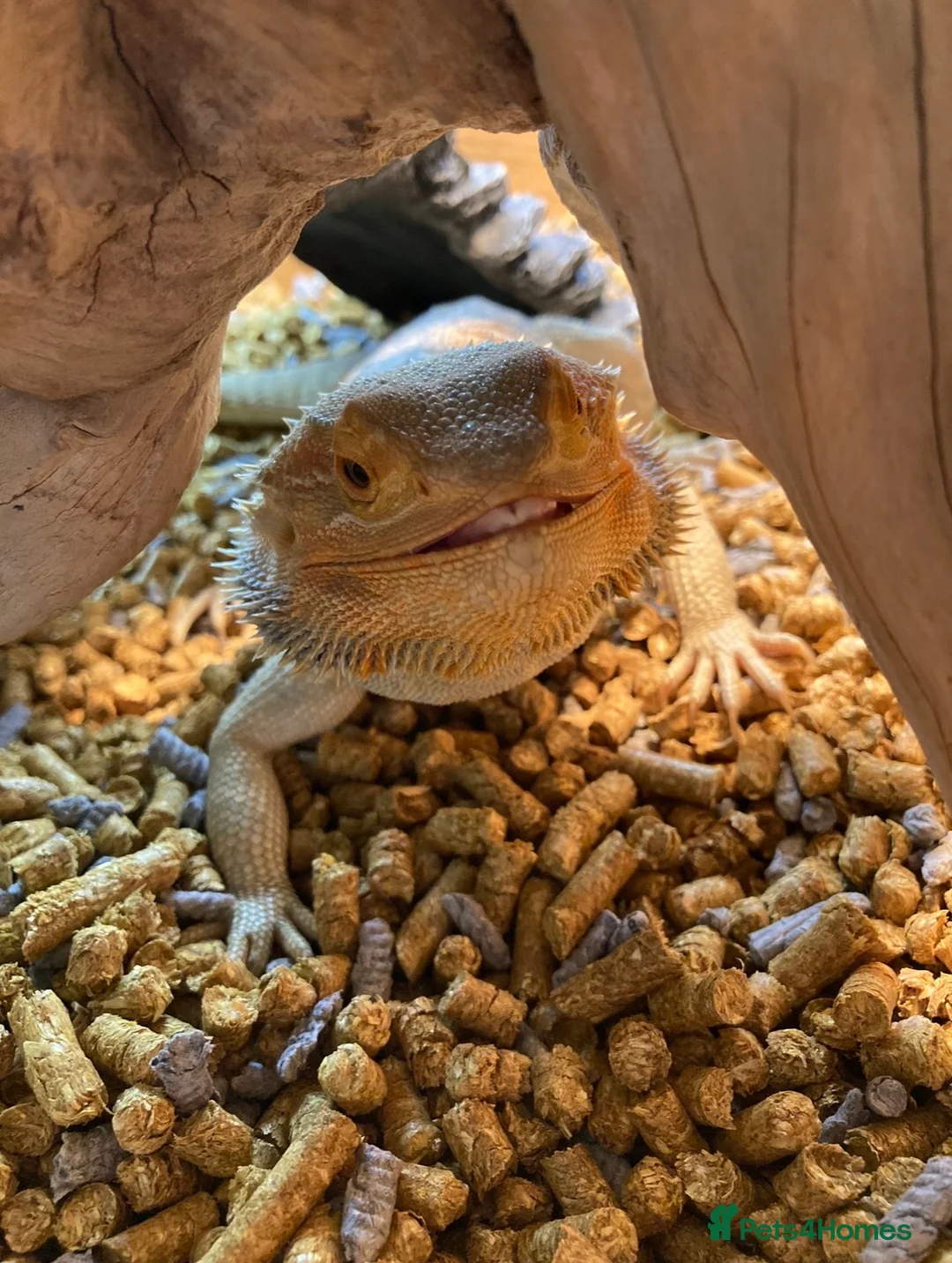 Bearded Dragon reptiles for sale: Rocket the bearded dragon😁 - Advert 2