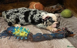 English Bulldog dogs for sale: English bulldog - Advert 10