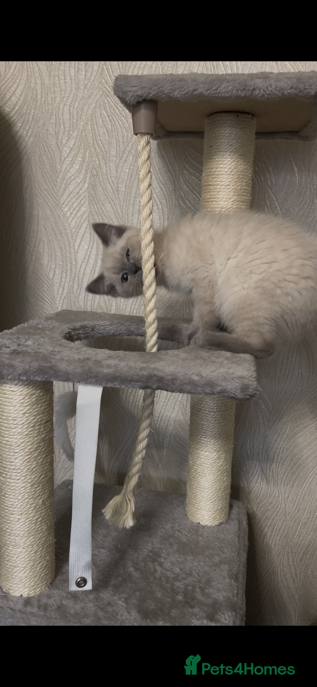 Mixed Breed cats for sale: Ragdoll x BSH male kitten - Image 4