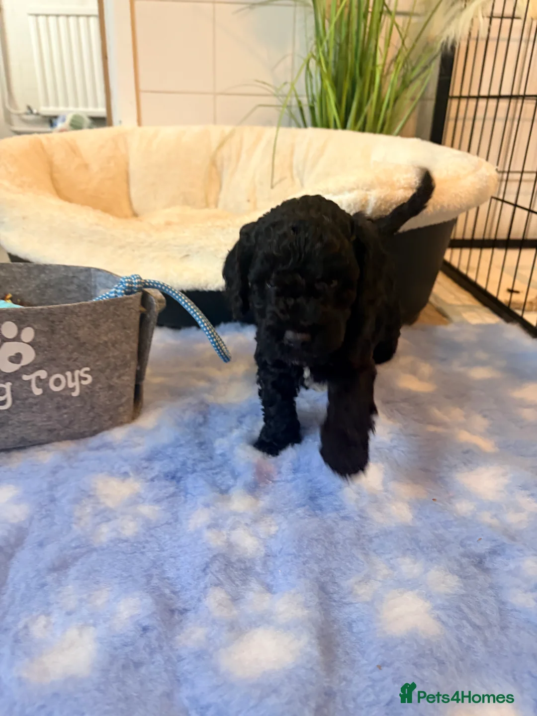 Cockapoo dogs for sale: F1B cockapoos last boy left  - Advert 17