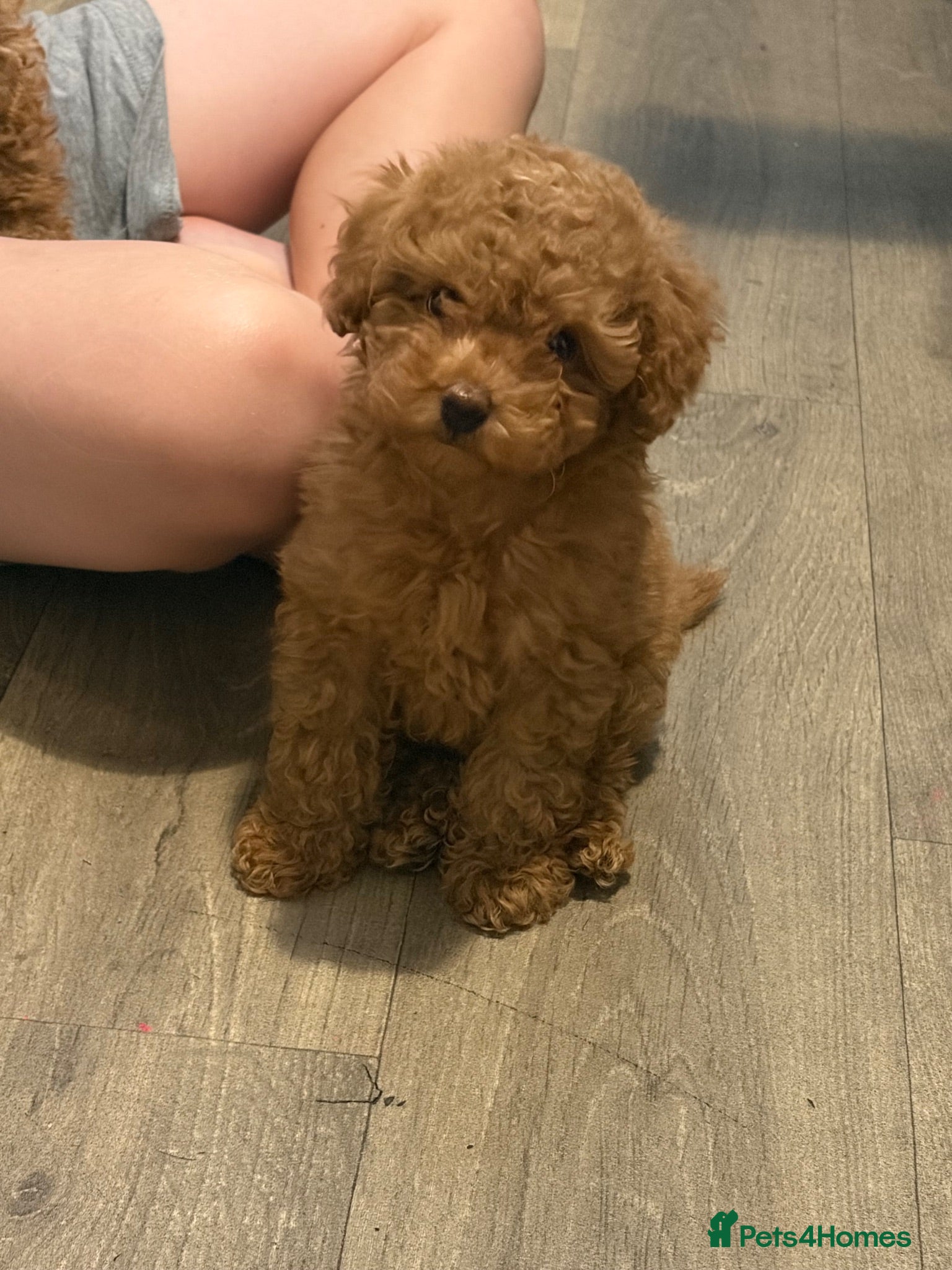 Toy Poodle dogs 🐩Two Beautiful Red Toy Poodle Girls 🐩 - Advert 1
