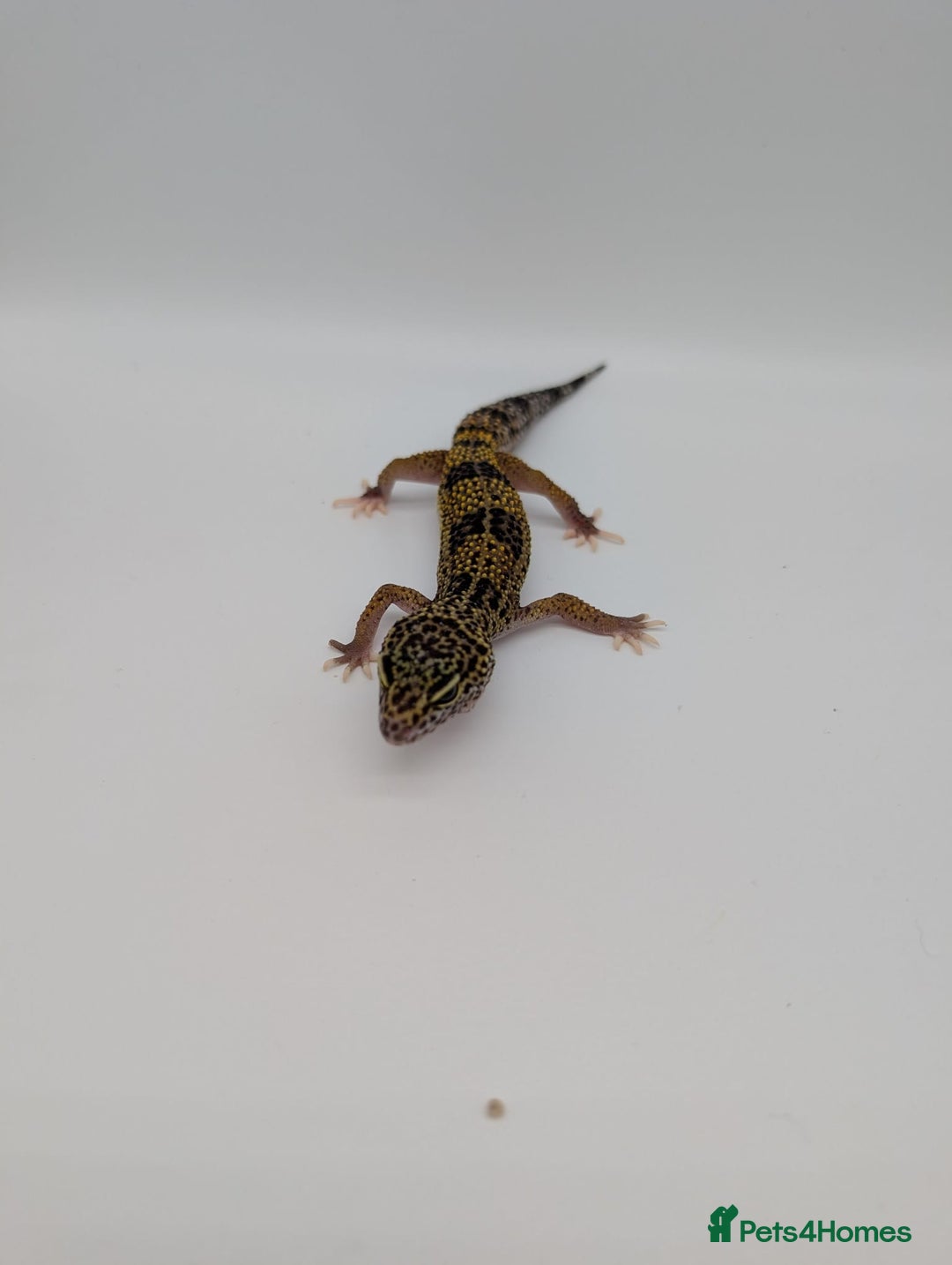 Leopard Gecko reptiles for sale: Black Night Cross Leopard Gecko  - Advert 15
