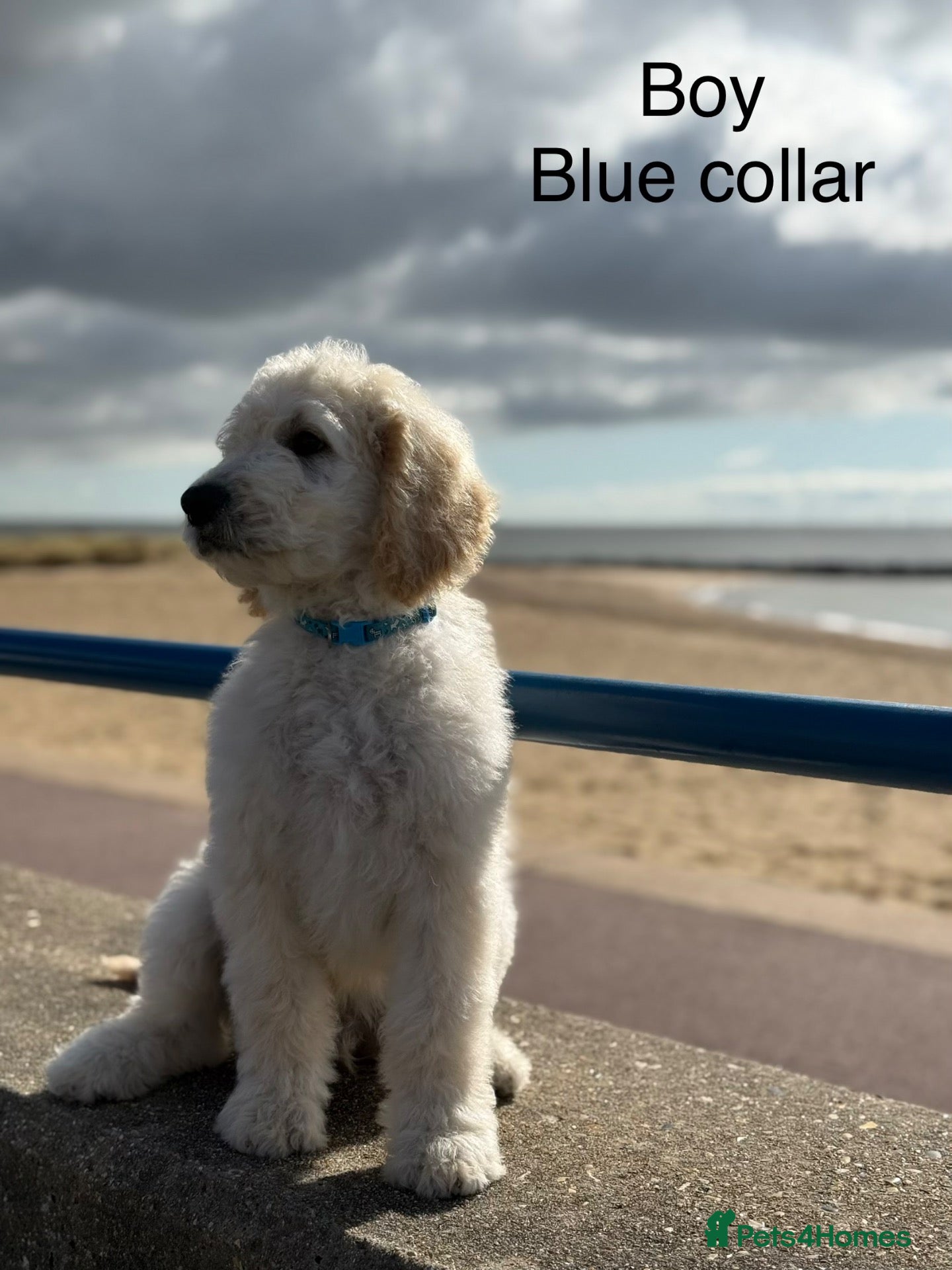Goldendoodle dogs 🐾 Goldendoodle large puppies ready now 🐾 - Advert 2