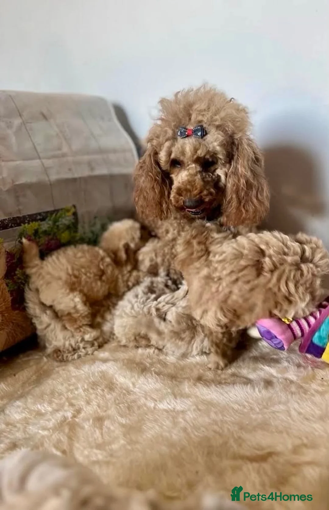 Maltipoo dogs for sale: Beautiful maltipoo puppies - Advert 2