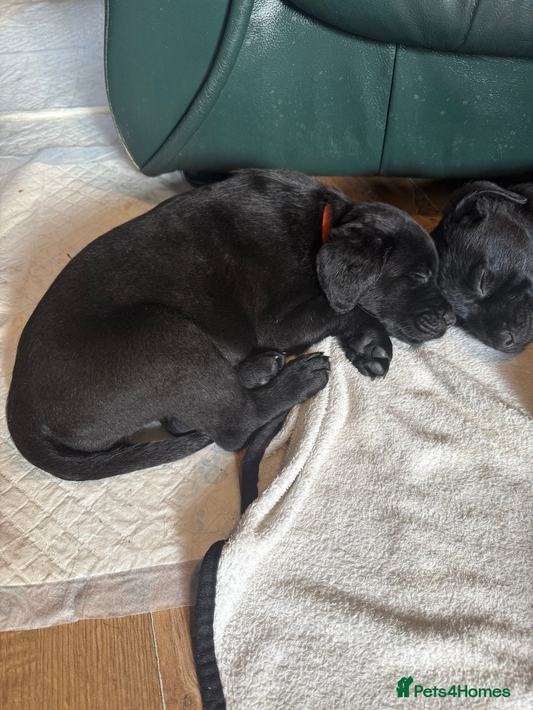 Mixed Breed dogs for sale: Labrotties - Advert 12