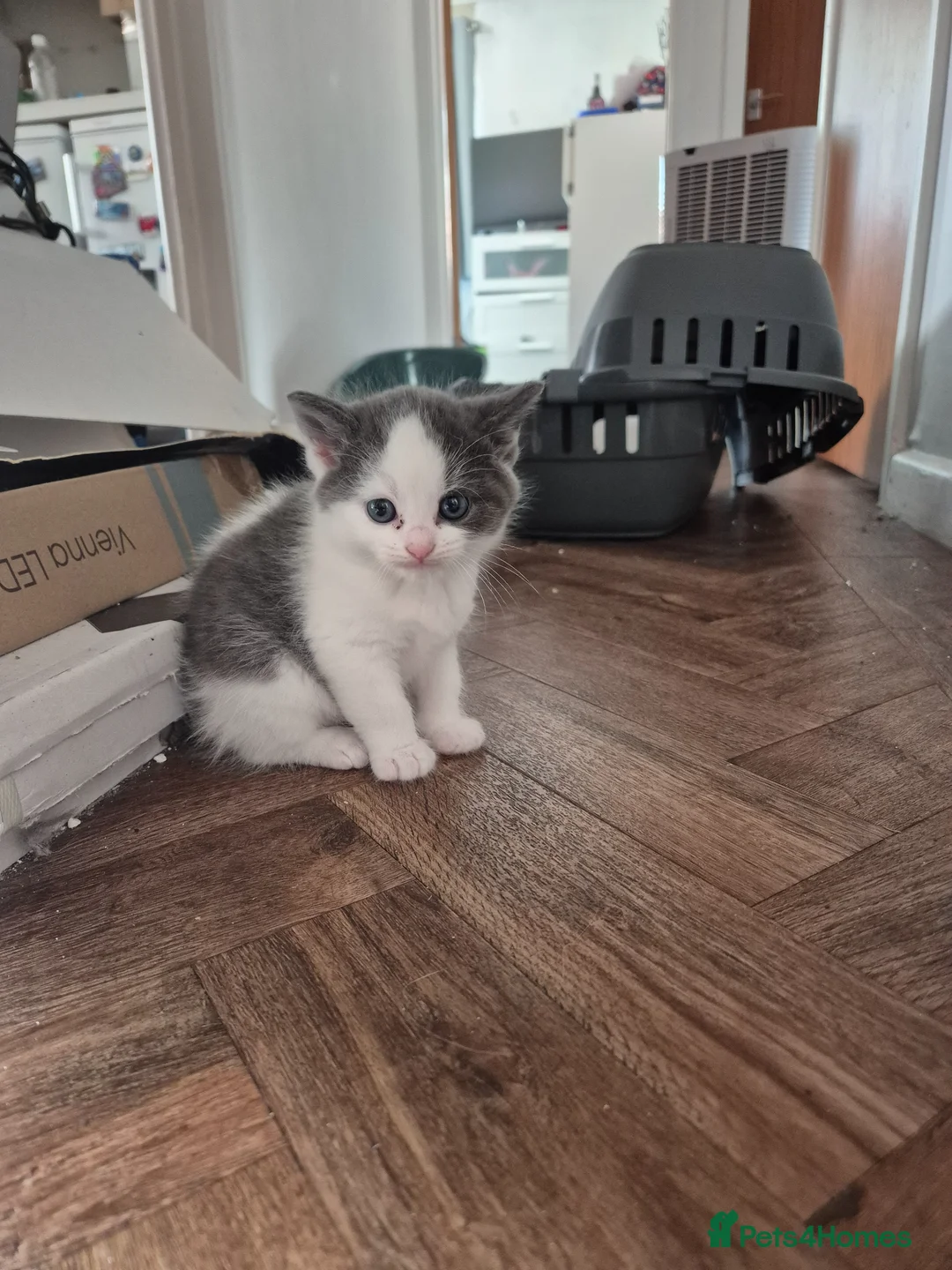 Mixed Breed cats for sale: Ragdoll cross kittens  in Bournemouth - Advert 2