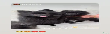 Pomeranian Puppy 2