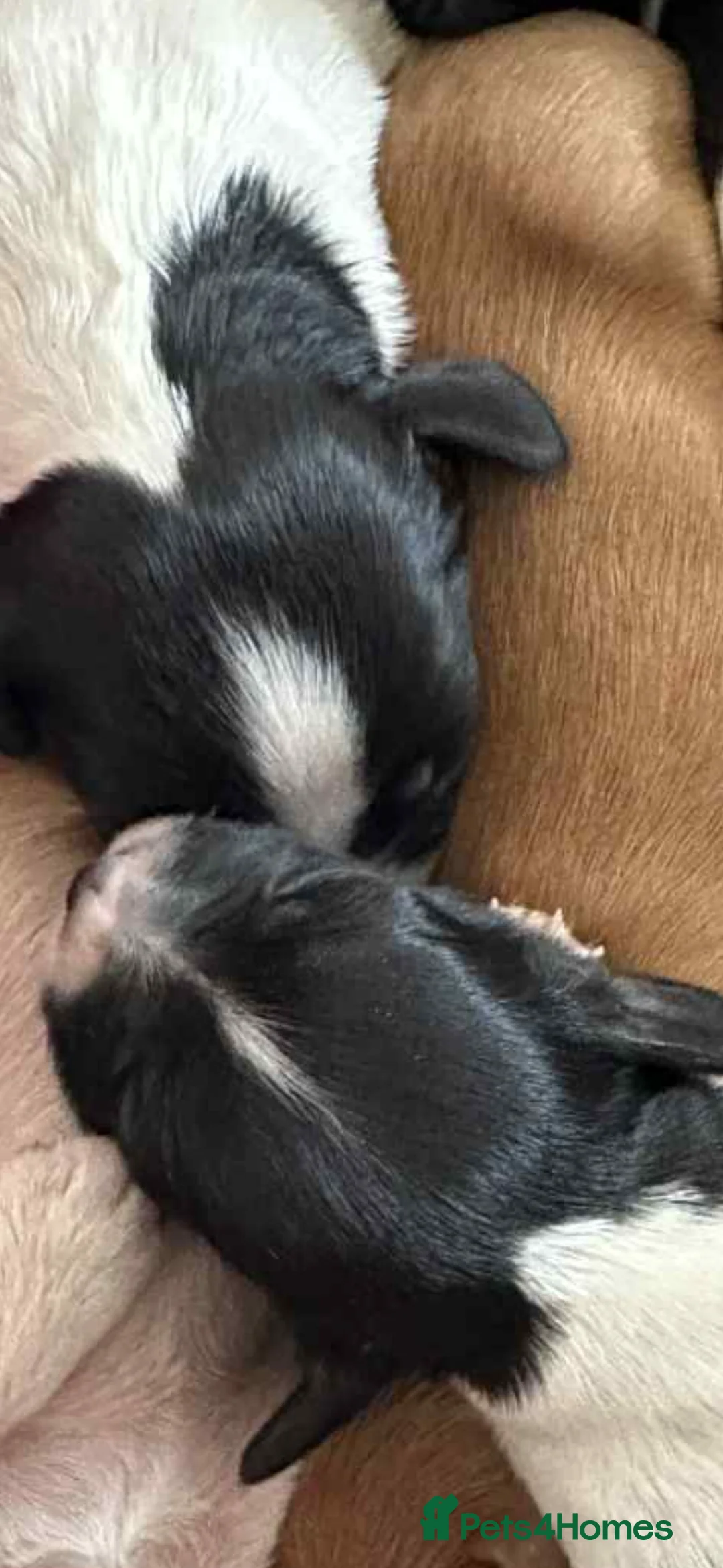 English Springer Spaniel dogs for sale: 2 puppy’s left one boy one girl  - Advert 2