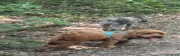 Mixed Breed dogs for sale: Rehoming 2 beautiful dogs  in London - Advert 30