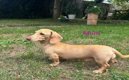 Miniature Dachshund dogs for sale: Miniature smooth haired cream dachshund. PRA/KC  - Image 9