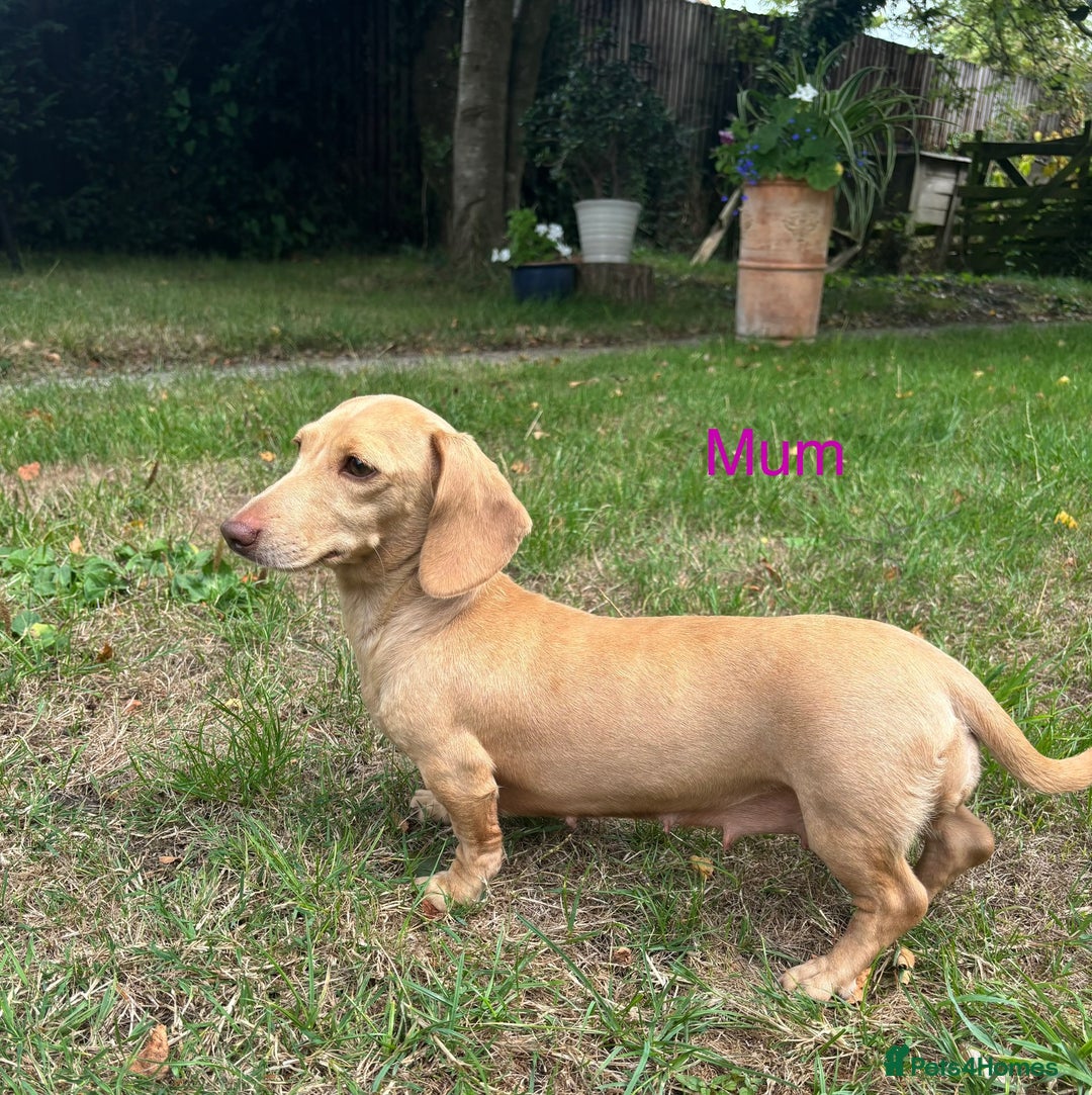 Miniature Dachshund dogs for sale: Miniature smooth haired cream dachshund. PRA/KC  - Image 9