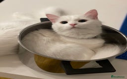 Turkish Angora cats for sale: Beautiful Kittens Looking for Their Forever Homes - Advert 12