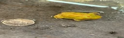 Frog reptiles for sale: Pac-Man Frogs cb26  - Advert 11