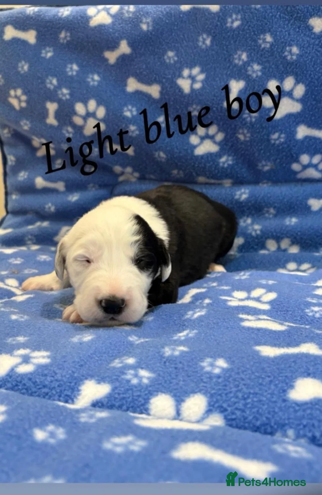 Old English Sheepdog dogs for sale: KC registered Old English Sheepdog Puppies  - Advert 2