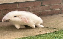 English Lop rabbits for sale: Rabbit  - Image 2