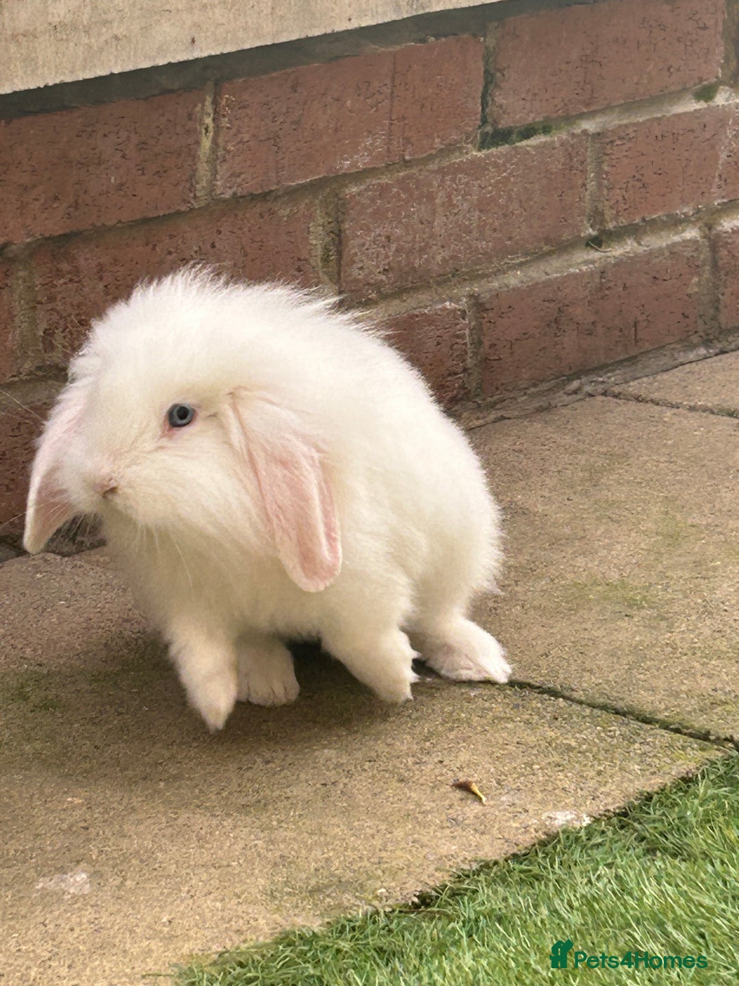 English Lop rabbits for sale: Rabbit  - Image 2