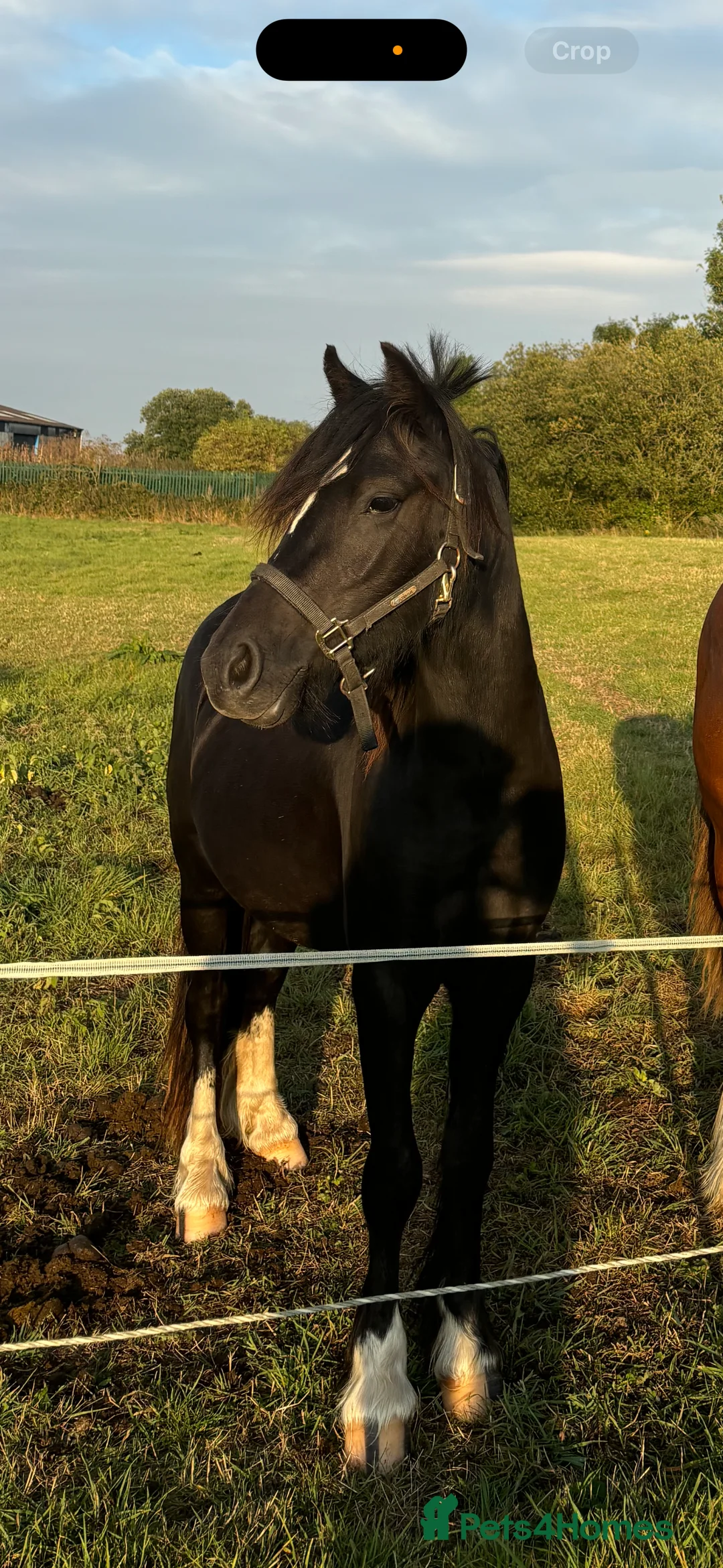 Welsh Section C horses for sale: Welsh Section C x Black Fell Gelding - Advert 5