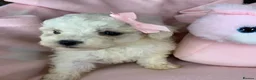 Poochon dogs for sale: F1 Toy Poochons  in Saint Austell - Advert 16