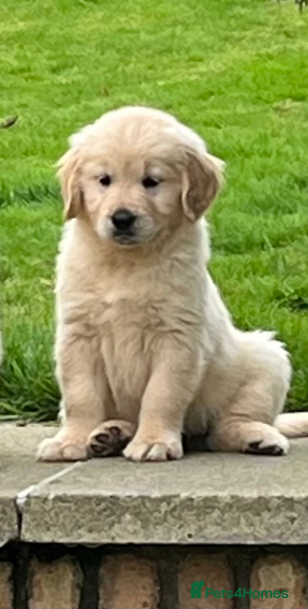 Golden Retriever dogs for sale: Stunning Golden Retriever Pups - Image 2
