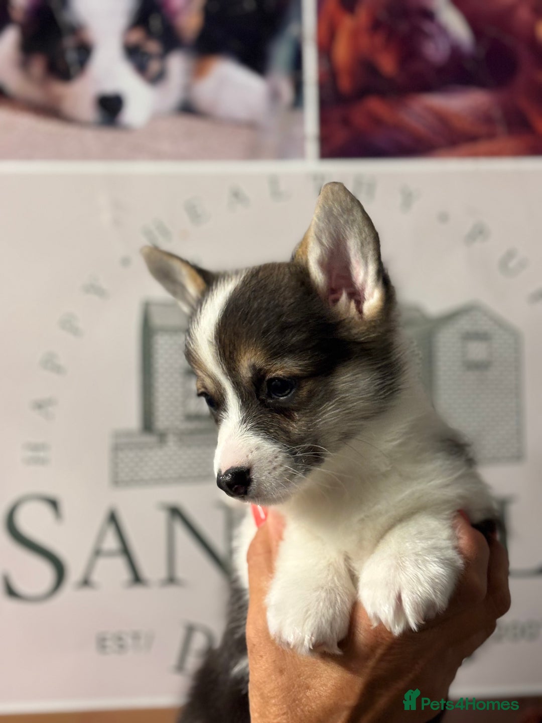 Welsh Corgi Pembroke dogs for sale: Pedigree, health tested parents, licensed breeder - Image 4