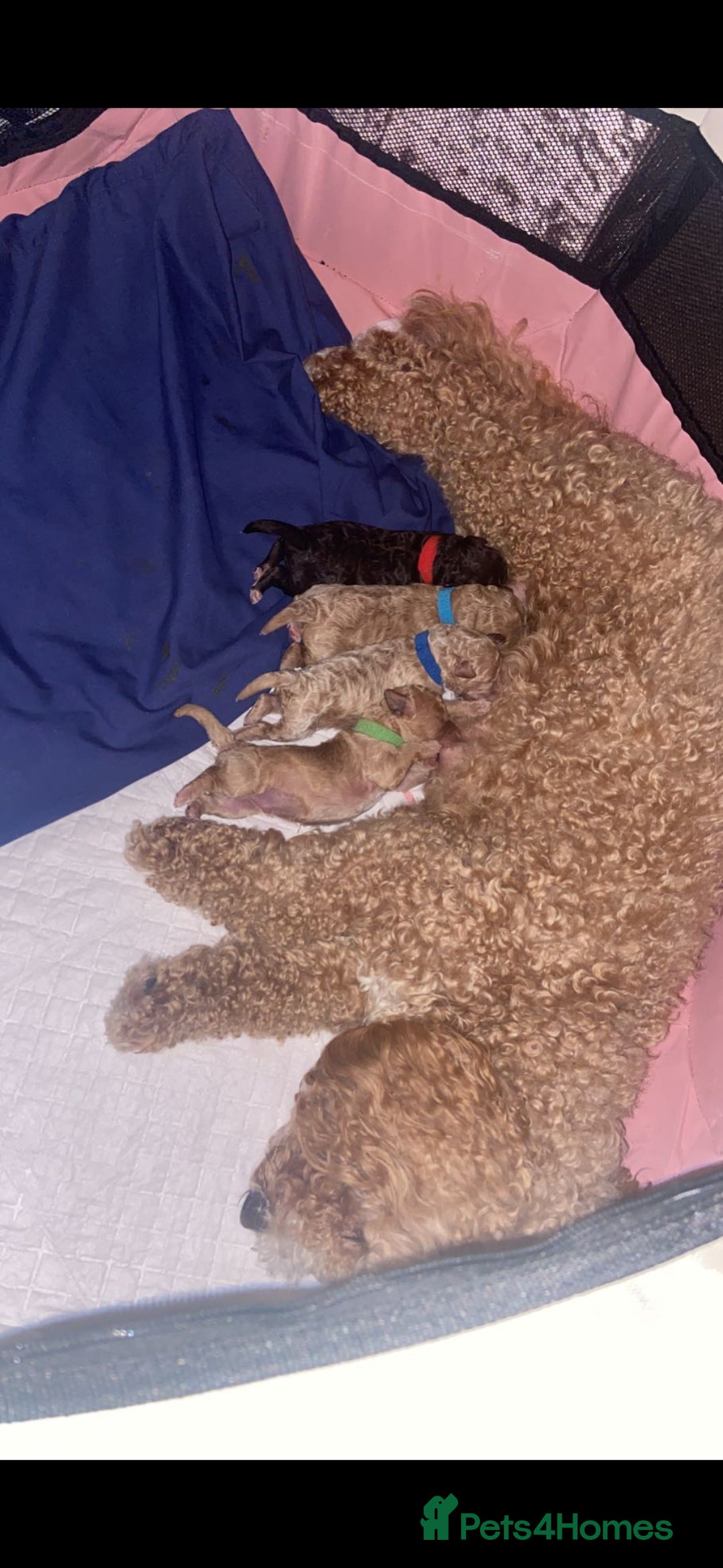 Toy Poodle dogs for stud: Proven, miniature poodle 🏆 - Advert 11