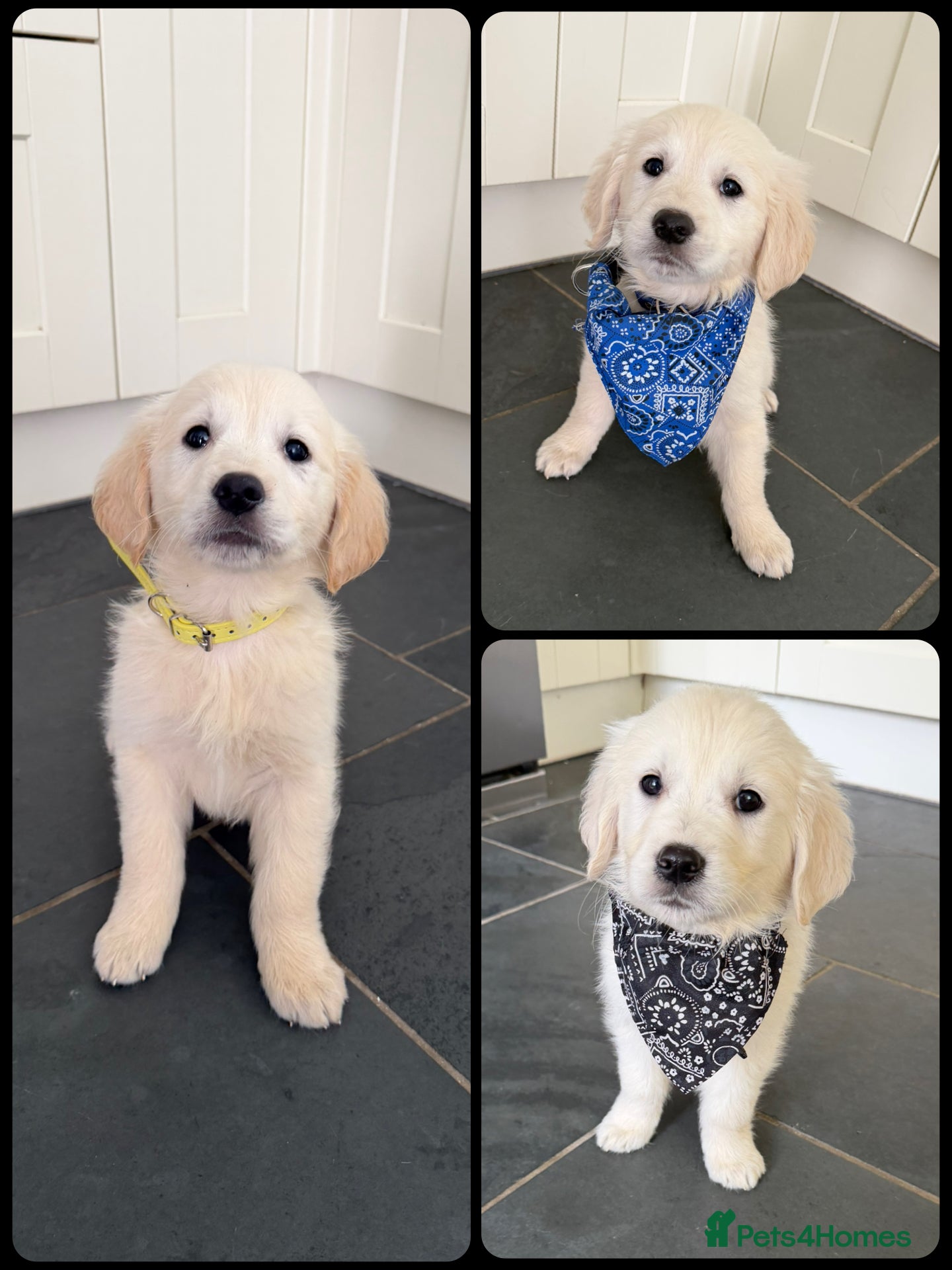 Golden Retriever dogs KC Registered Golden Retriever puppies  - Advert 2