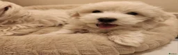 Bichon Frise dogs for sale: Bichon maltese for sale. - Advert 3