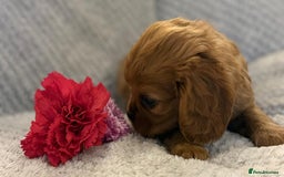 Cavalier King Charles Spaniel dogs for sale: KC REG, HEART, EYE AND DNA TESTED PARENTS - Image 13