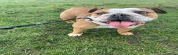English Bulldog dogs for sale: English bulldog 5 years old - Advert 3