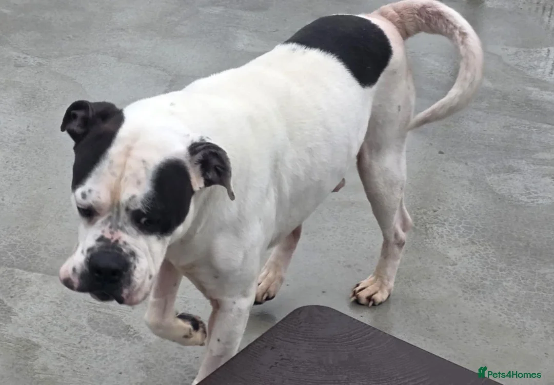 Mixed Breed dogs for adoption: CHARLIE approx 4yr old mixed breed - Advert 3