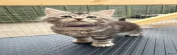 Maine Coon cats for sale: Maine Coon kittens 1 girl & 4 boys 😊 - Advert 6