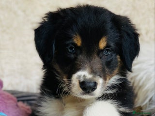 Border Collie dogs - Advert 2