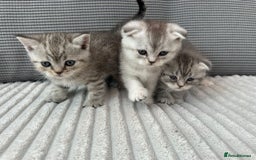 Scottish Fold cats for sale: Scottish fold kittens - Image 3