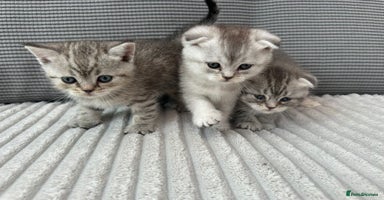Scottish Fold cats - Advert 11