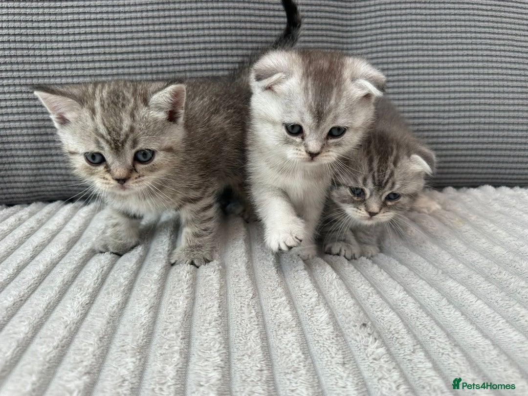 Scottish Fold cats for sale: Scottish fold kittens - Image 3