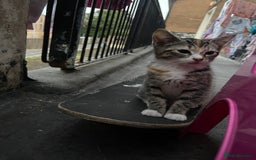 Mixed Breed cats for sale: FEMALE KITTEN - microchipped, flea&worm treated!  - Image 14